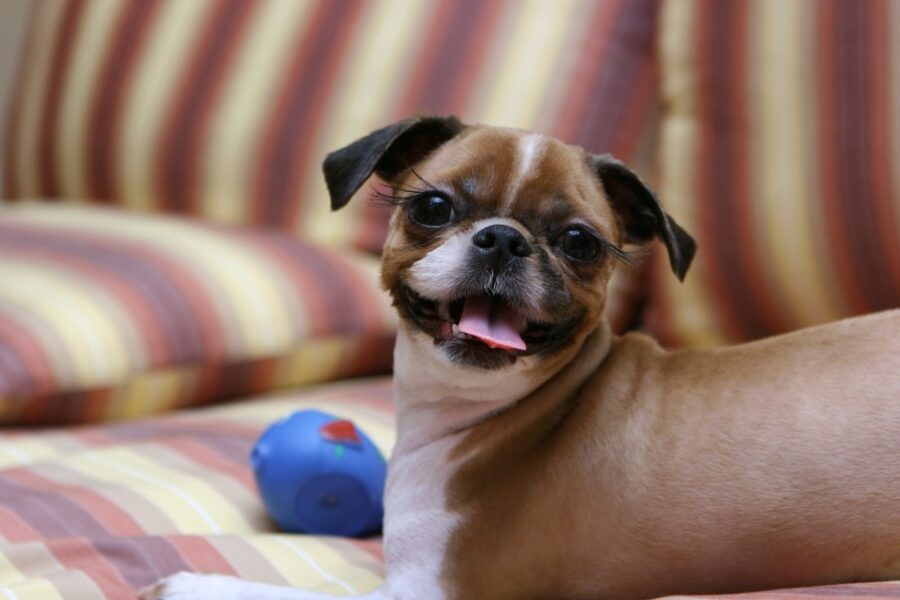 cagnolino con giocattolo blu