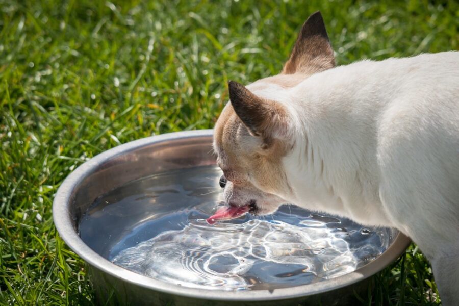 cane che beve dalla ciotola