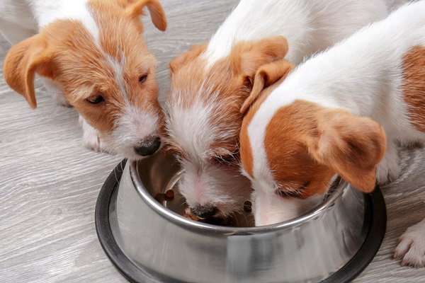 tre cani mangiano dalla ciotola