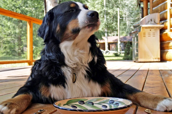 cane mangia nel piatto
