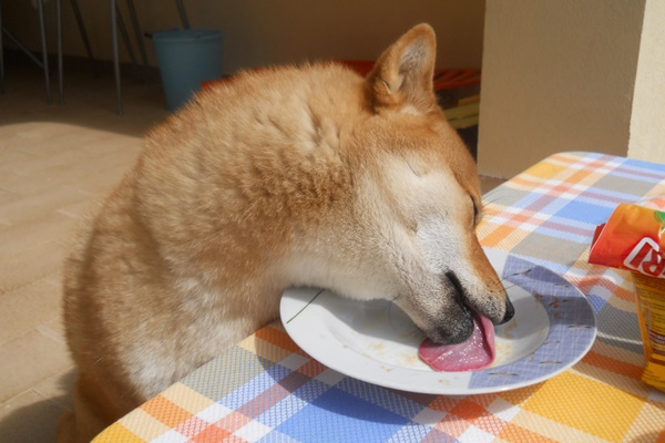 cane mangia a tavola