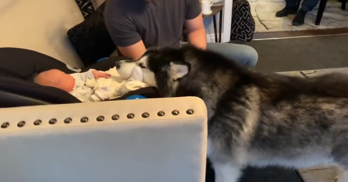 Cane dice “Woof” al nuovo arrivato della famiglia (VIDEO)