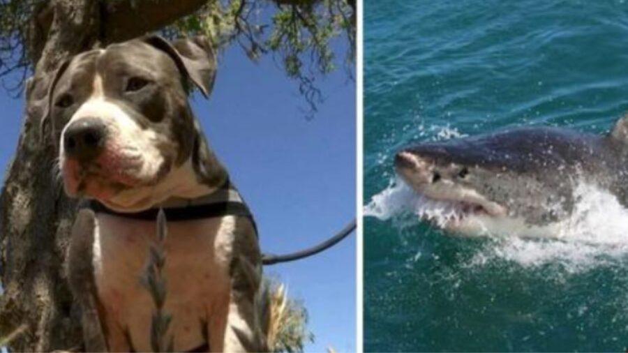 Cane e squalo, collage