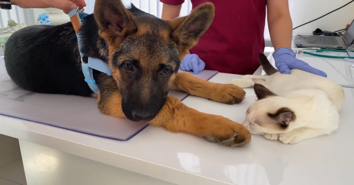Cane e gatto vanno dal veterinario, ma non ne sembrano felici (VIDEO)