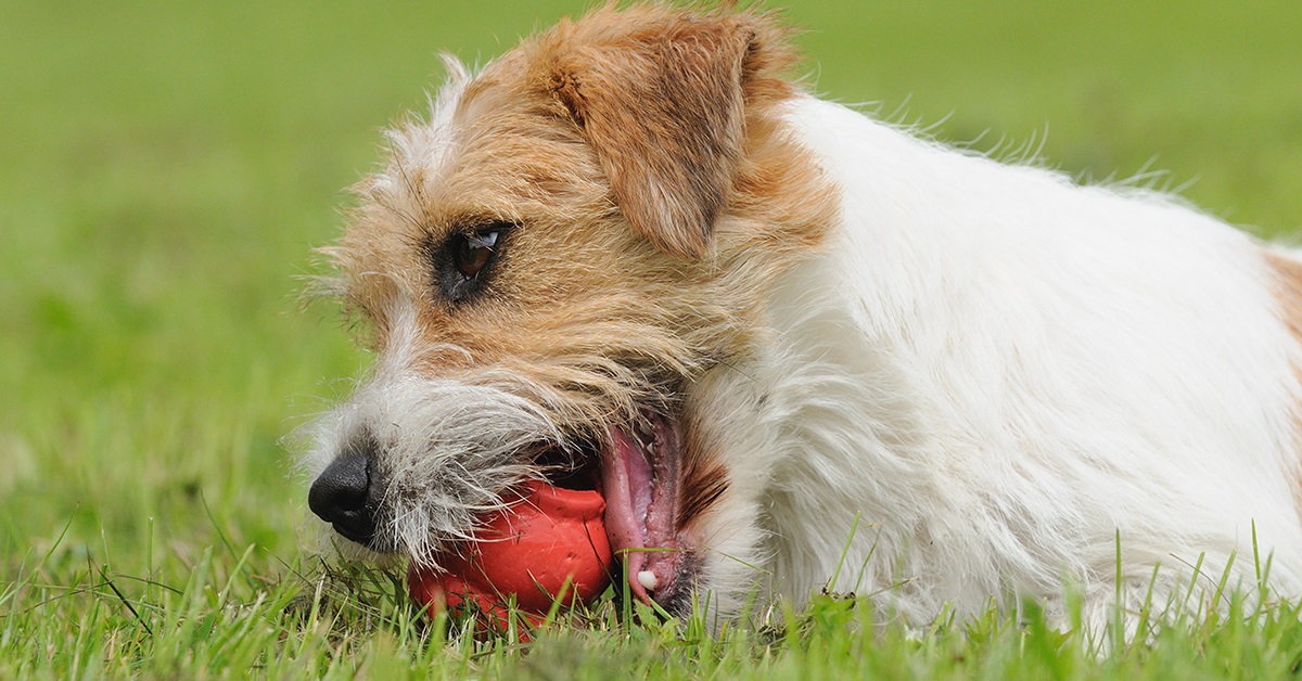 cane mastica un gioco di gomma