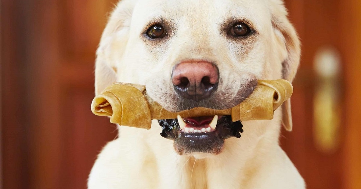 Cane e masticazione: i benefici e che cosa sapere sull’intero processo