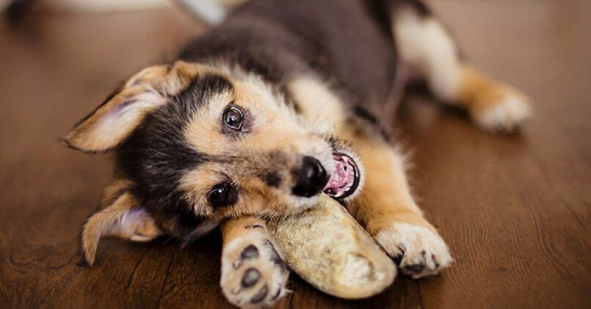 cucciolo di cane con pane