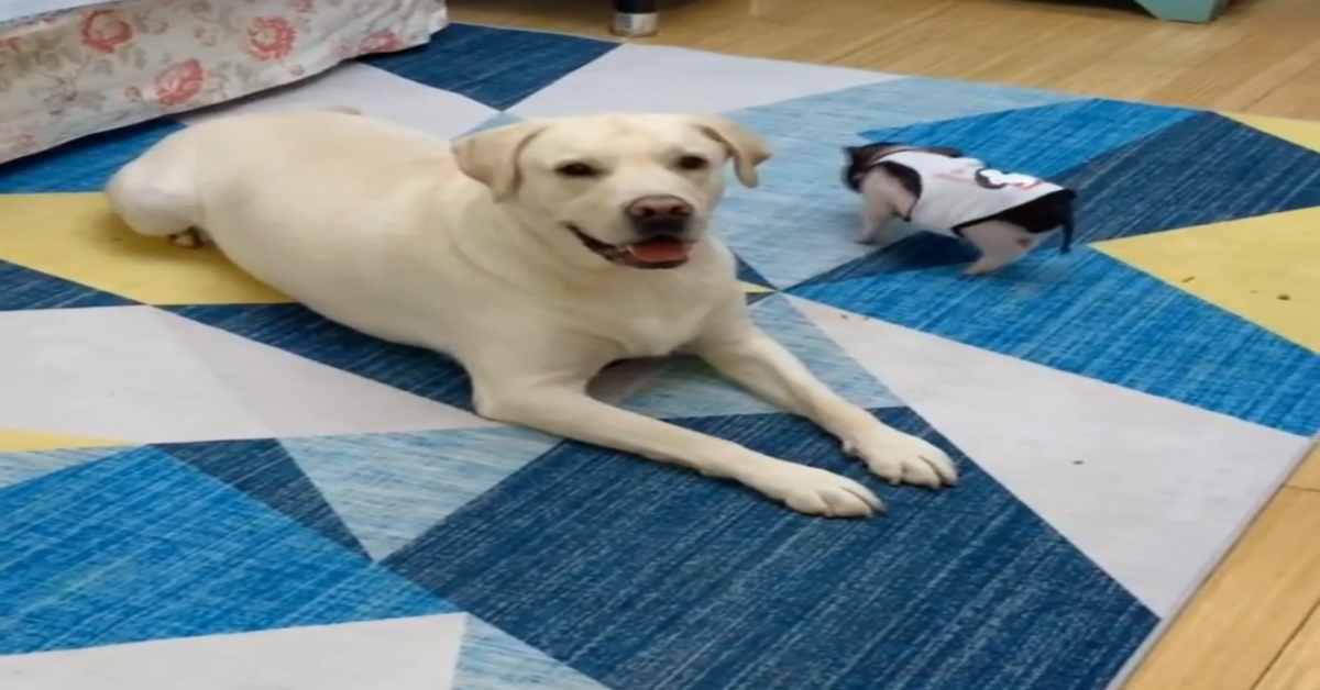 Cane gioca con un porcellino d’india e si divertono (VIDEO)