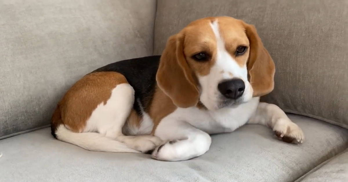 Cane gioca sul divano nuovo in compagnia del padrone (VIDEO)