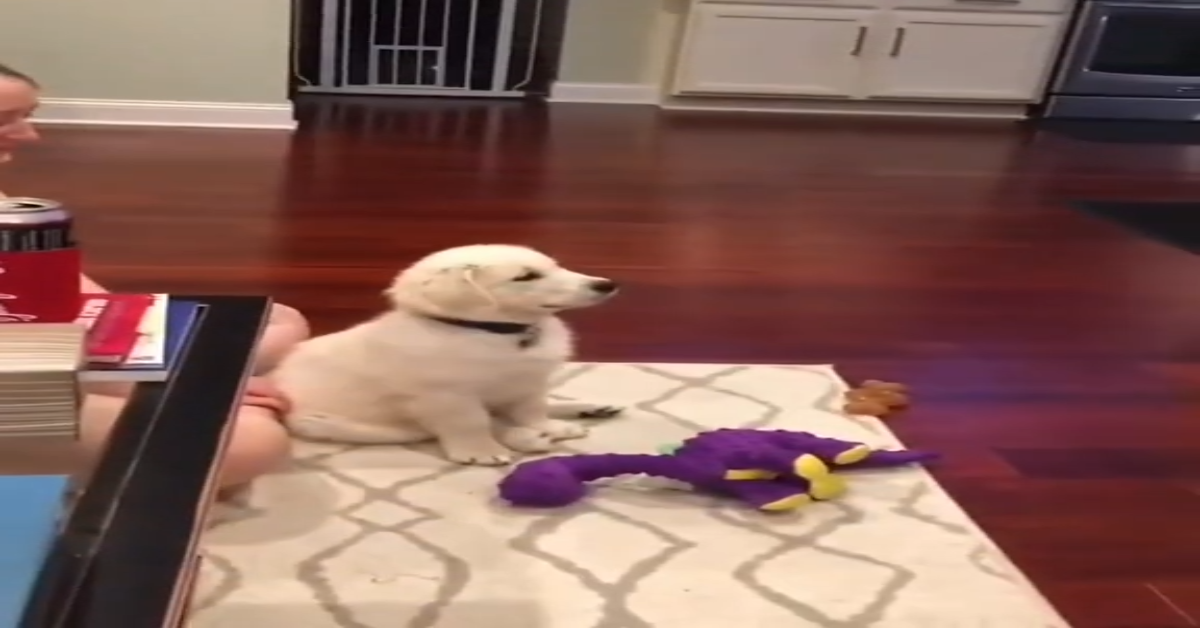 Cucciolo di cane guarda un cartone animato (VIDEO)