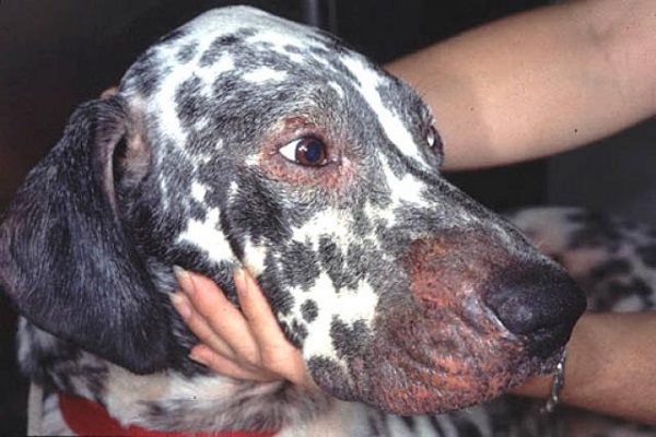 cane dalmata con faccia gonfia