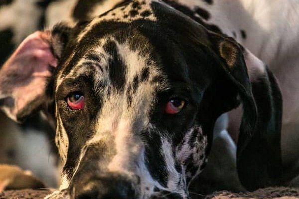 cane con emorragia oculare