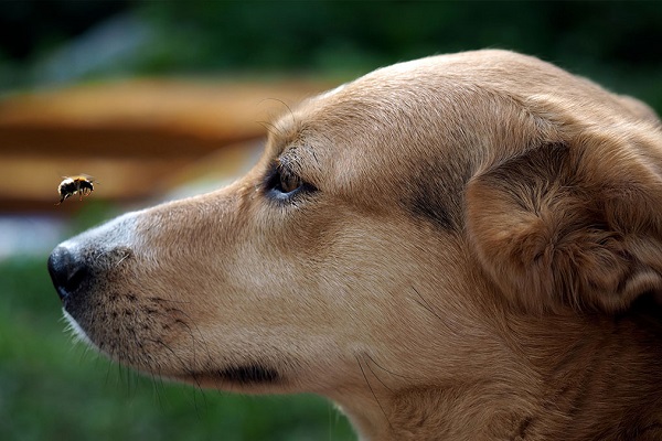 puntura ape nel cane