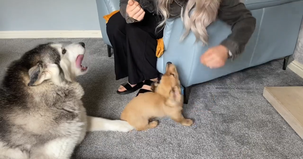 Cane piange di felicità per l’arrivo del nuovo pelosetto (VIDEO)