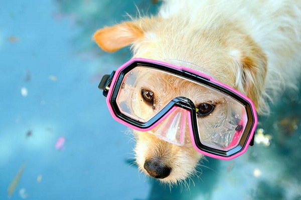 cane pronto per il bagno a mare