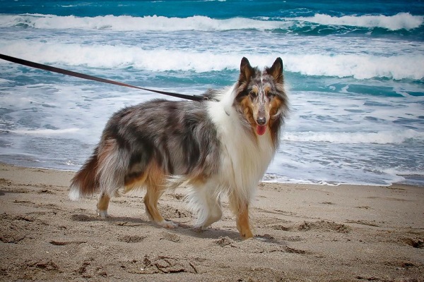 cane passeggia al mare