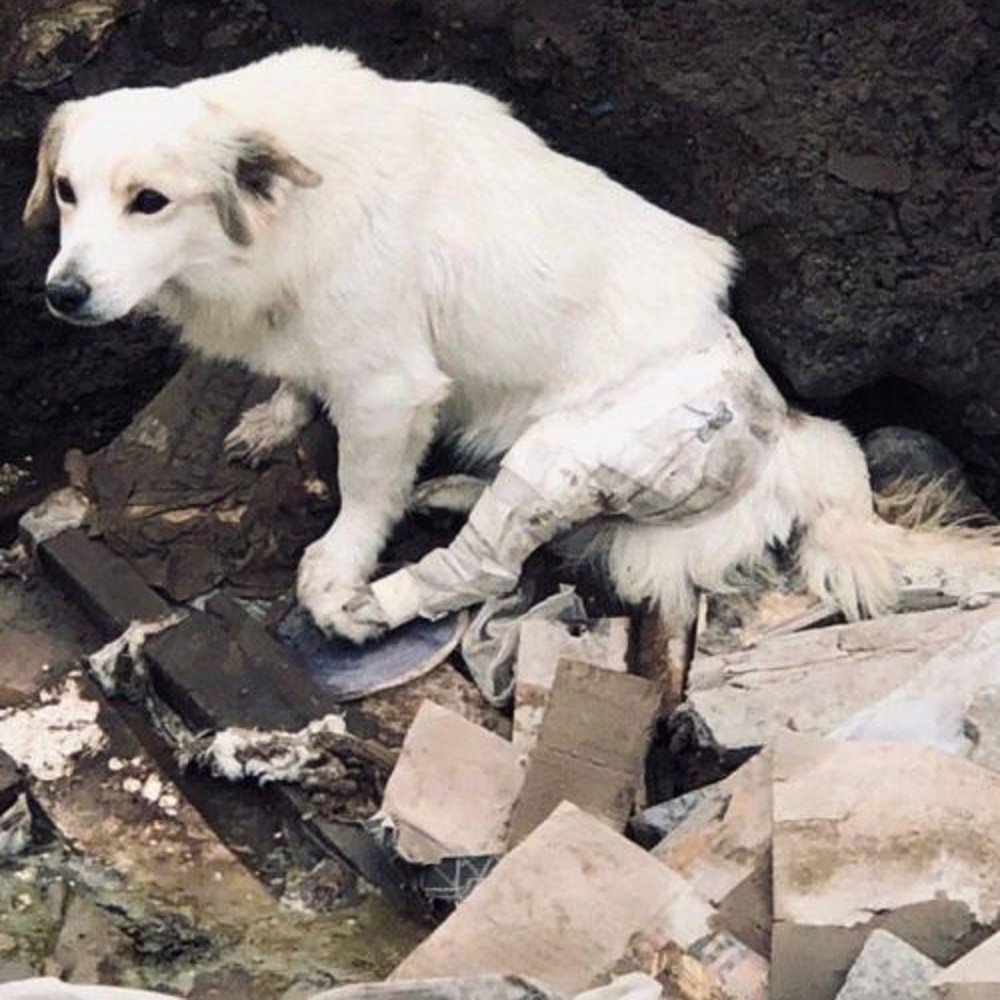 cucciolo disperato abbandono ex famiglia perù