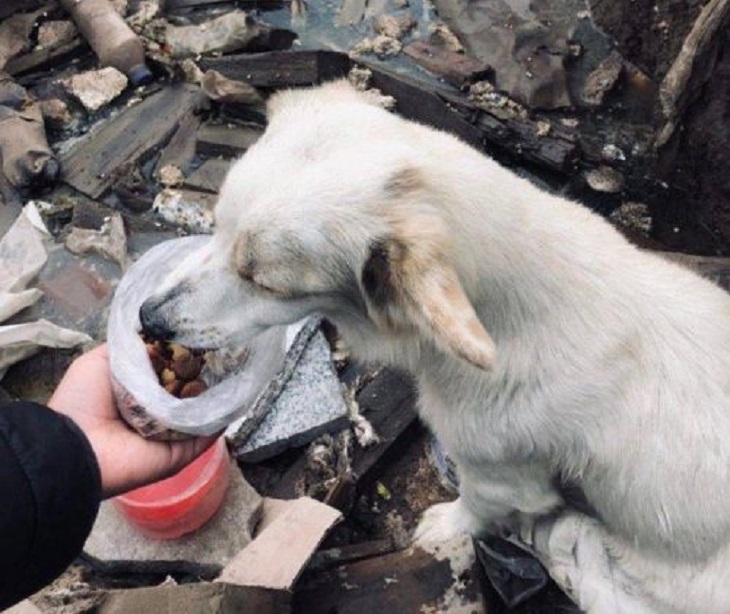 cane salvato da discarica soccorritori