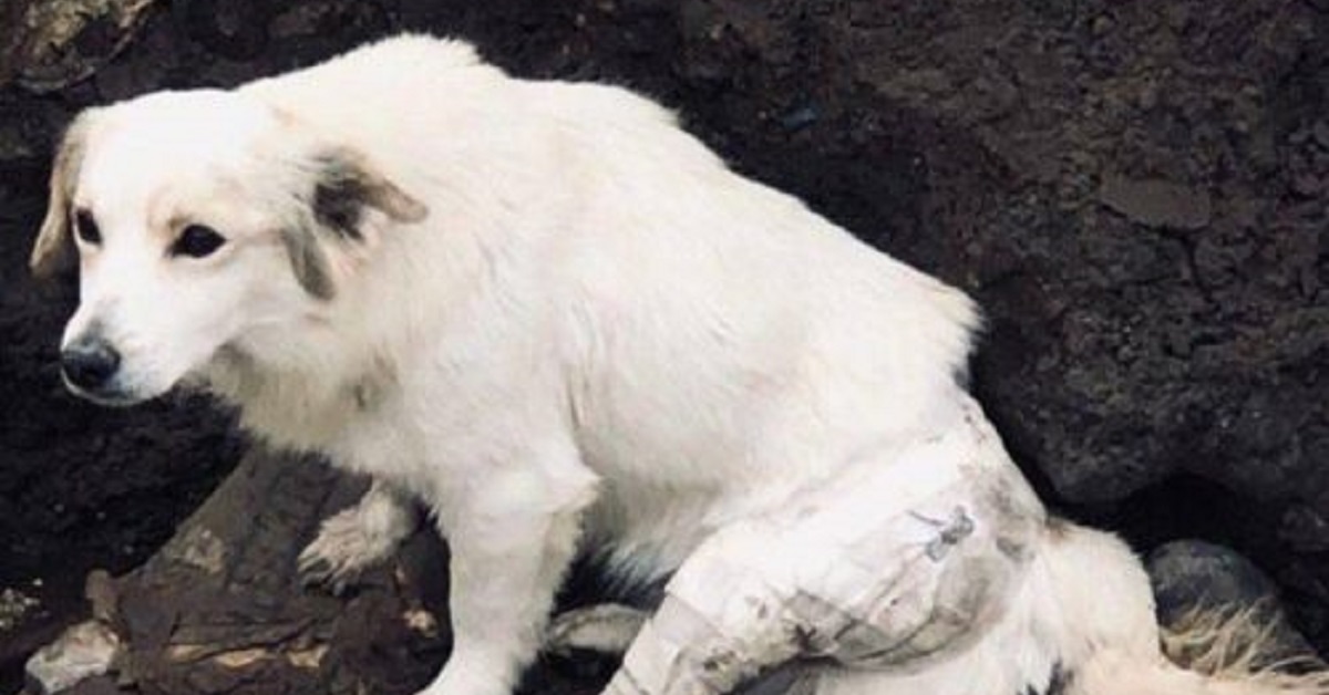 Cane salvato nei pressi di una discarica in Perù (FOTO)