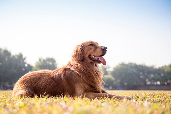 cane su prato