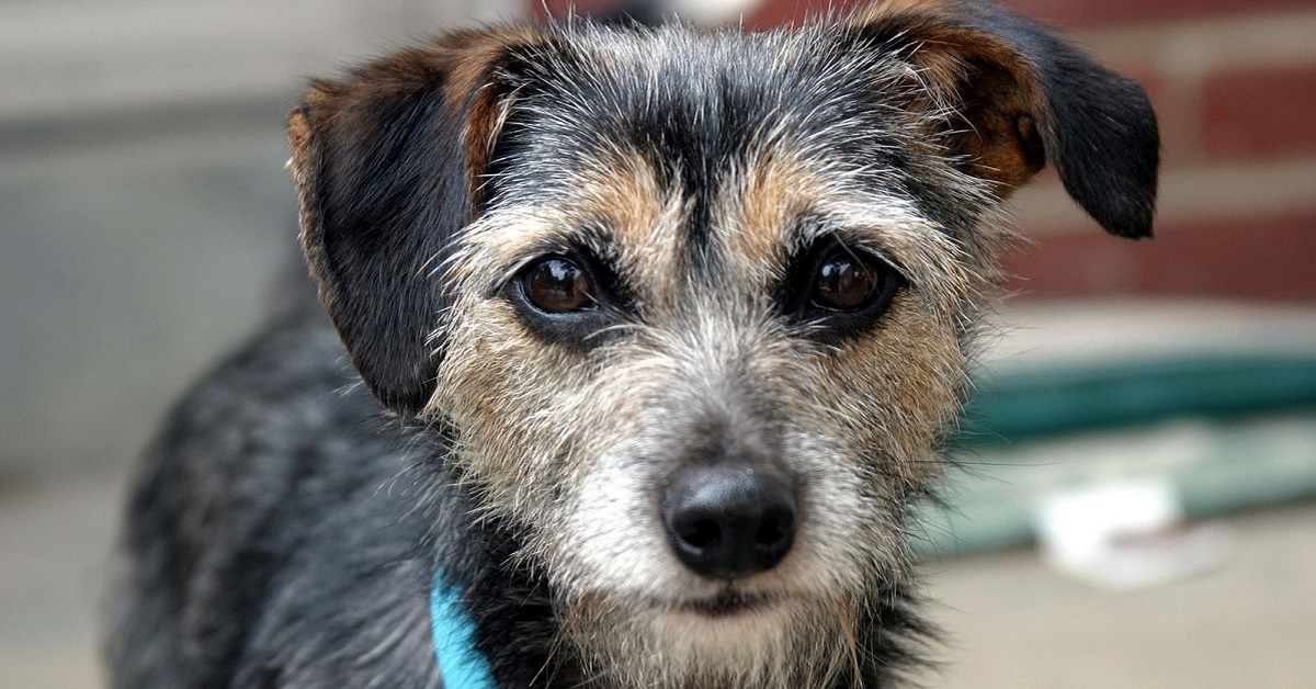 Cane sparito e poi tornato: quali controlli fare per assicurarsi che stia bene?