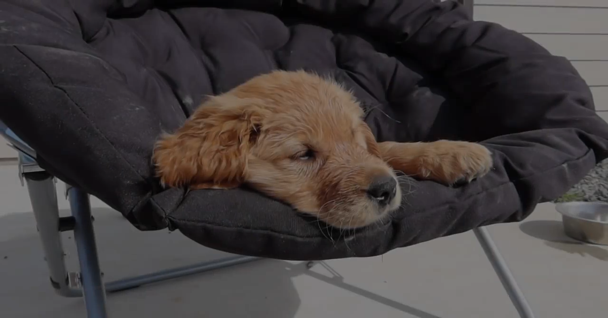 Il cane sveglia la padrona in un modo veramente dolce (VIDEO)