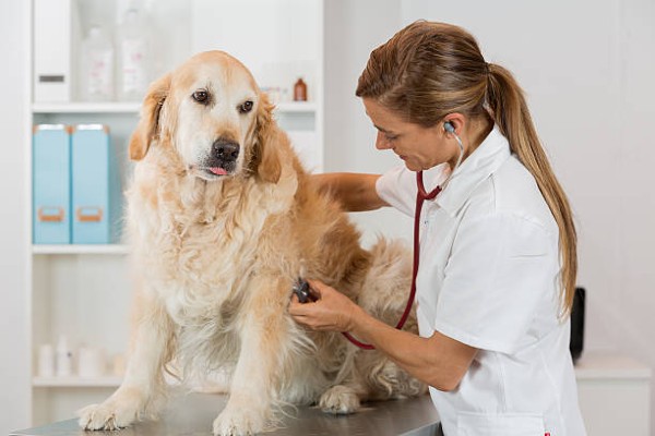 cane dal veterinario