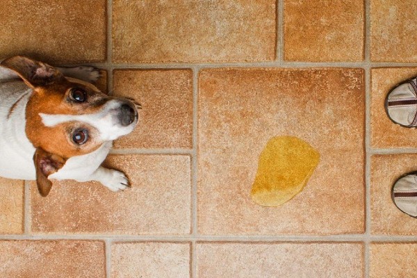 cane che fa la pipì