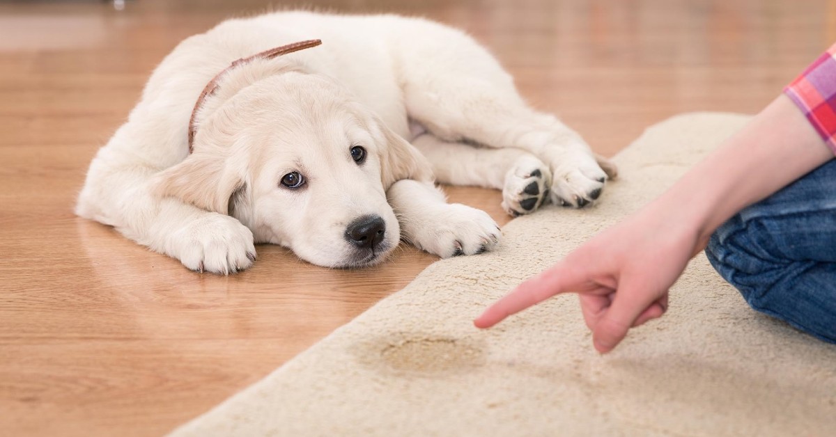 Cane trattiene la pipì: perché lo fa e come farlo smettere