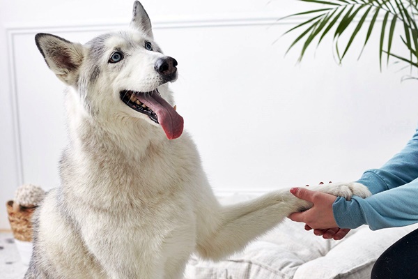 cane di taglia grande tutto bianco