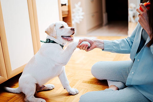 cucciolo di labrador dà la zampa