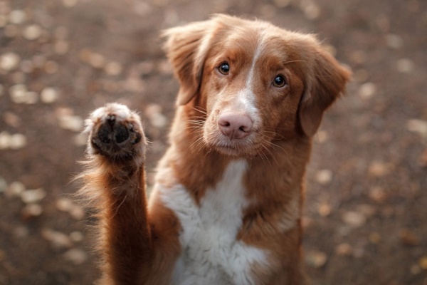 cane marrone e bianco che dà la zampa