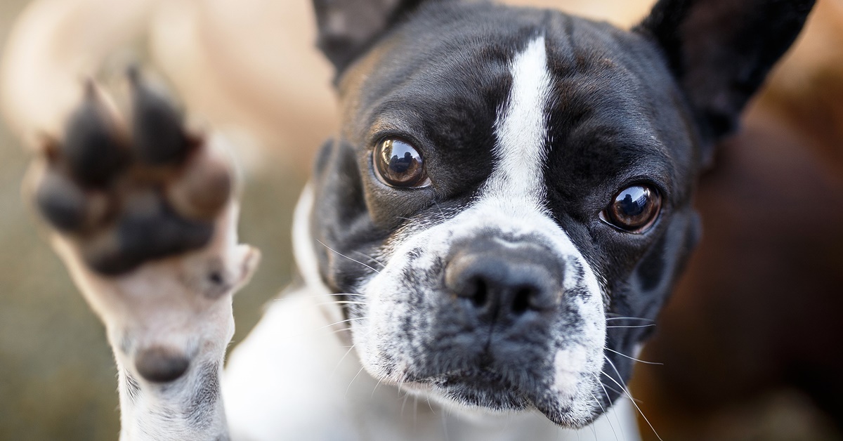 Cane vuole sempre dare la zampa: quali sono i motivi di questo gesto?