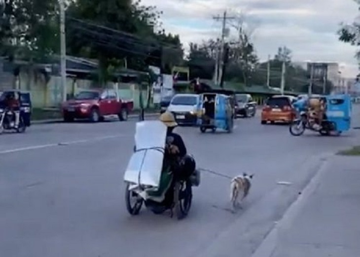 cani filippine video popolare