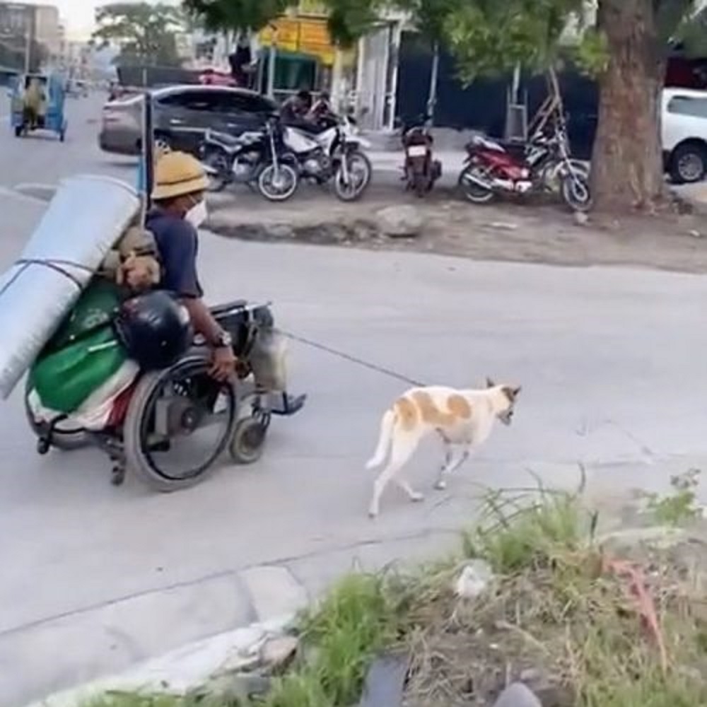 cani pensano amore persona