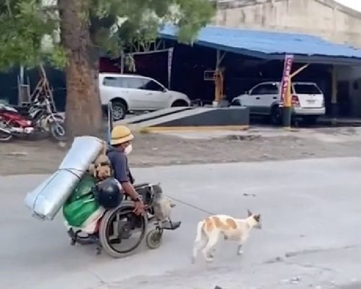 cuccioli amano uomo proprietario