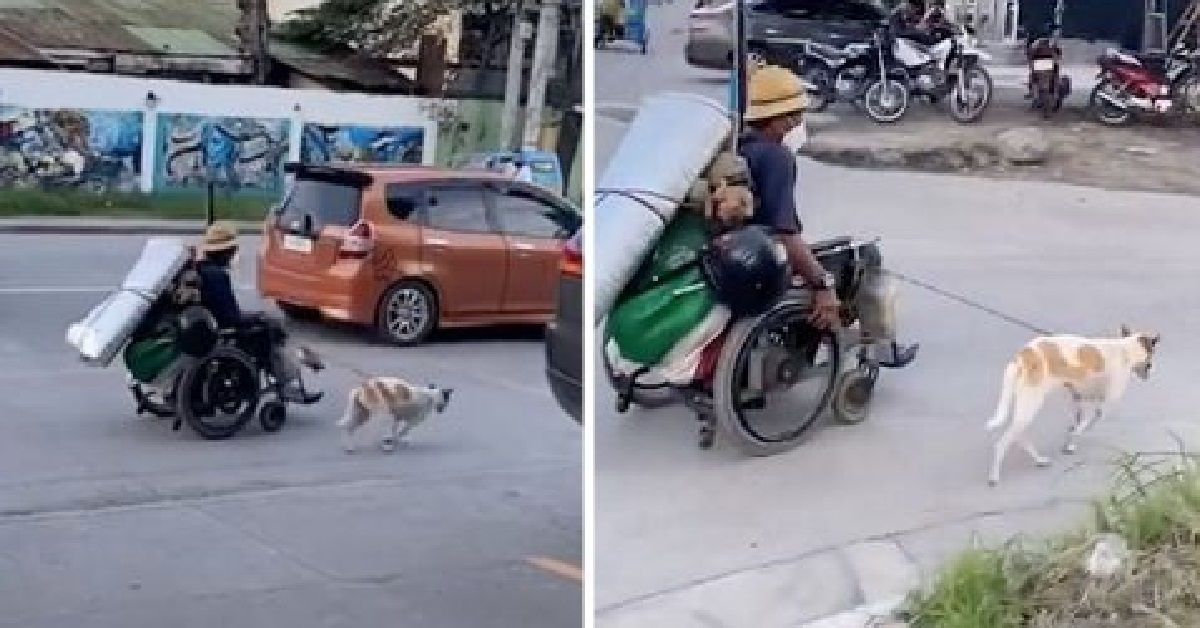 Due fedeli cani accompagnano il proprietario con la sedia a rotelle (VIDEO)