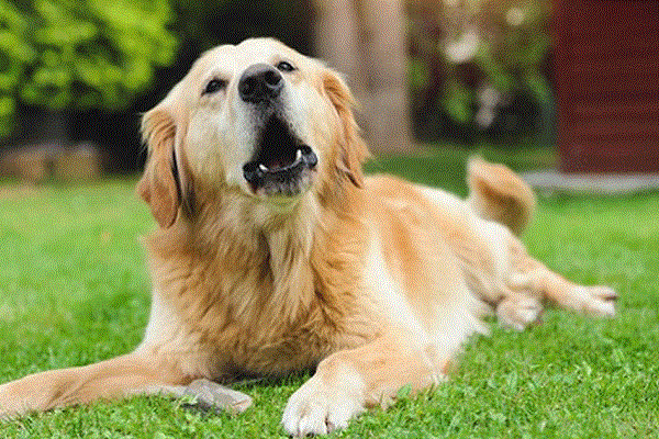 cane golden retriever