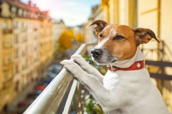 cane affacciato al balcone