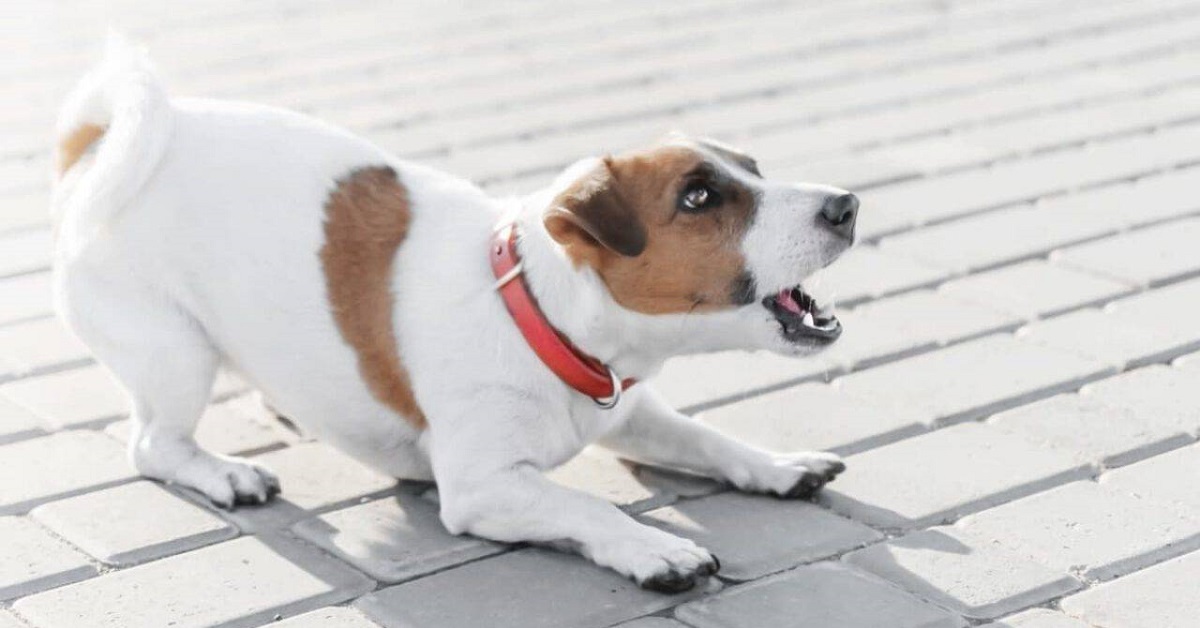 Cani che abbaiano, quando è reato? Ecco che cosa dice la legge