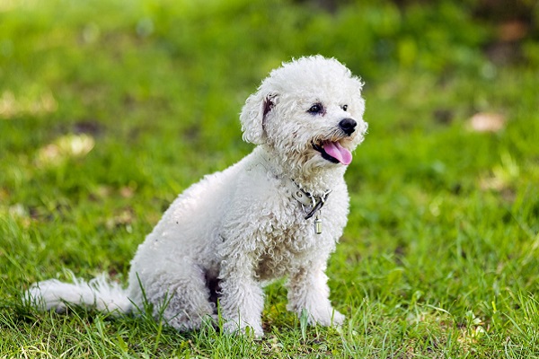 cane bichon su prato