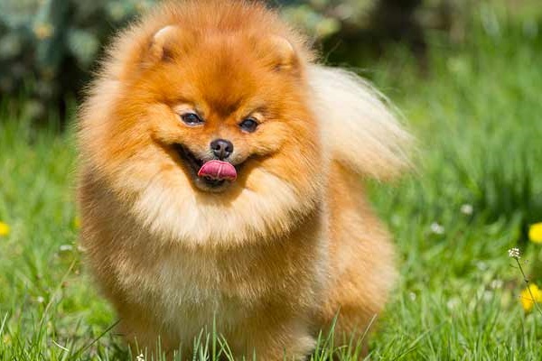 cane volpino di pomerania in campagna