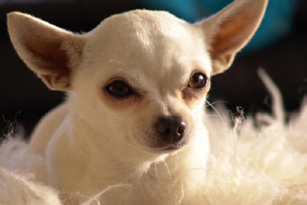 cane chihuahua serio