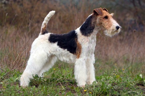 cane fox terrier fa la guardia