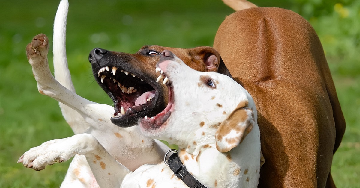 Razze di cani che litigano di più fra loro: ecco quali sono