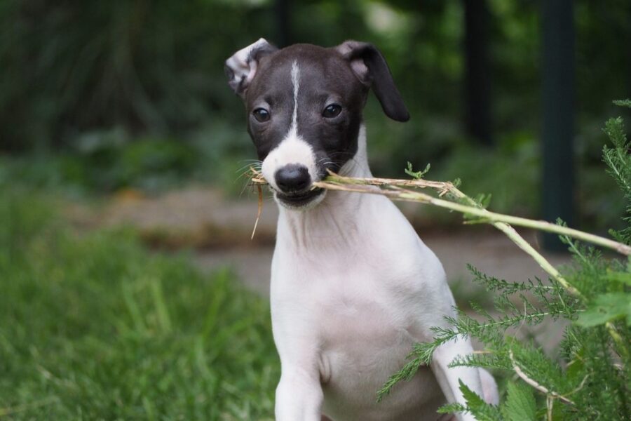 cane levriero italiano