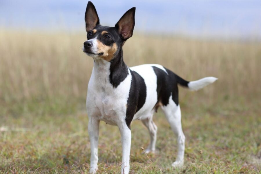 toy fox terrier