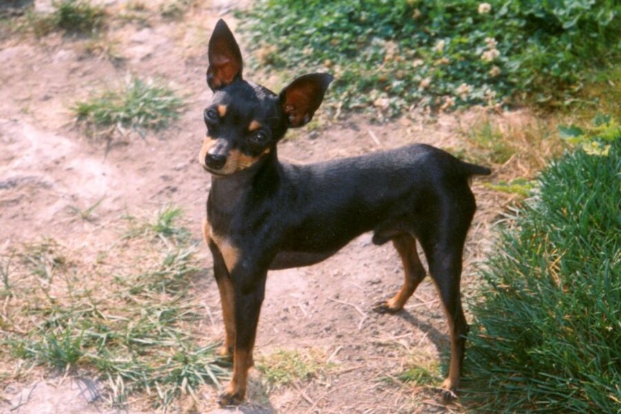 cane di razza Pražský Krysařík