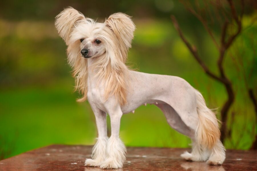 Chinese Crested Dog