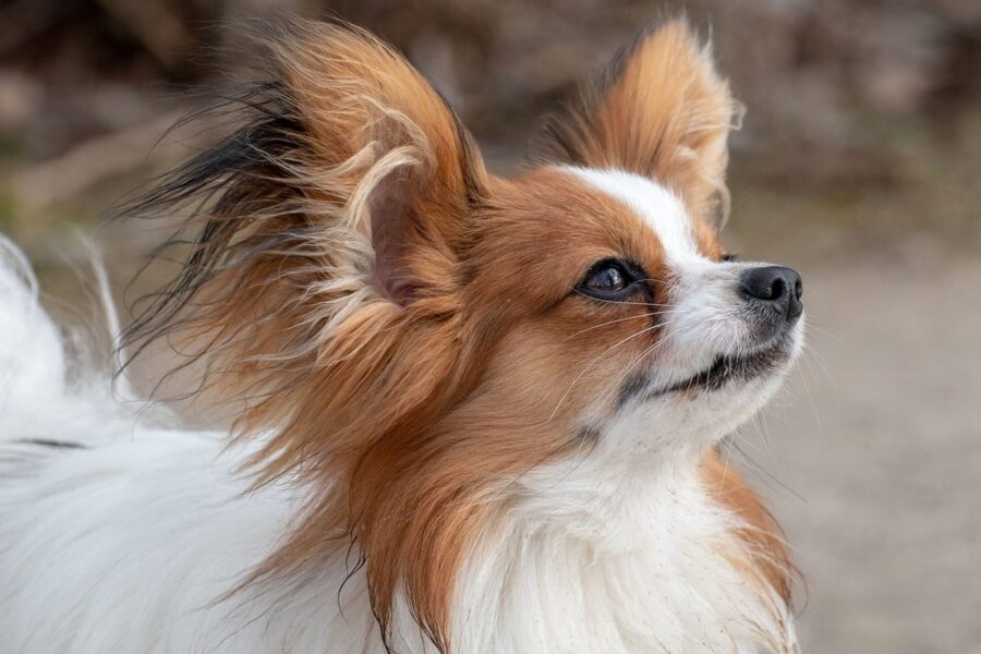 cane di razza papillon